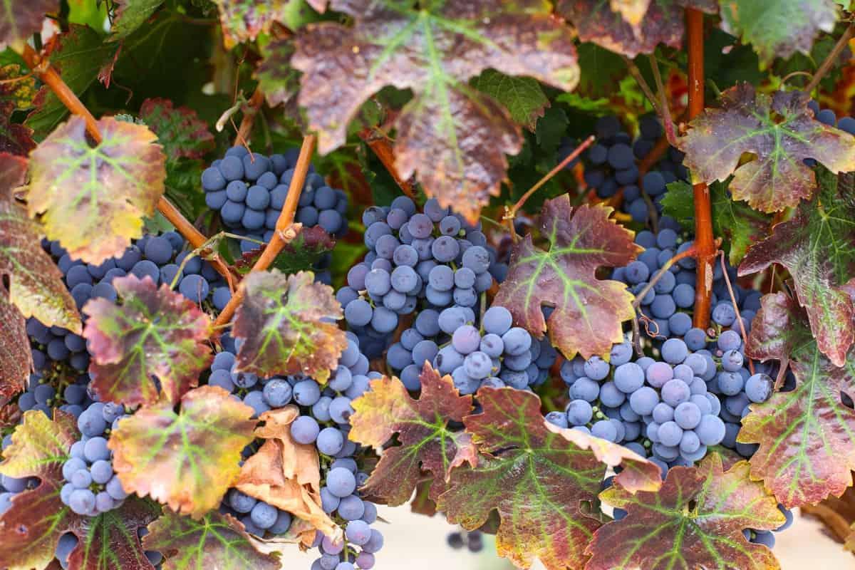 Guida al Sangiovese 2 Grappoli di Sangiovese sull'albero