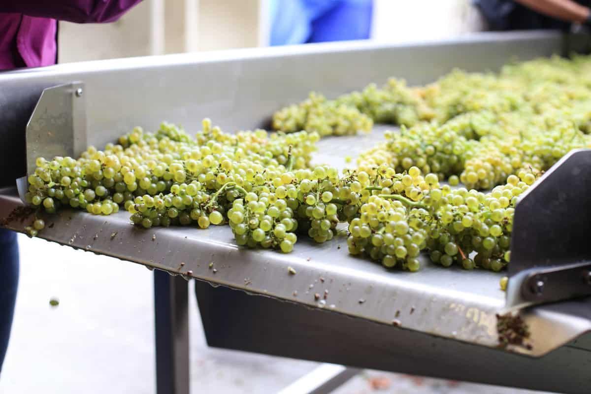 Guida al Chenin Blanc 3 Bicchieri di Chenin Blanc su un tavolo da pranzo con vista panoramica