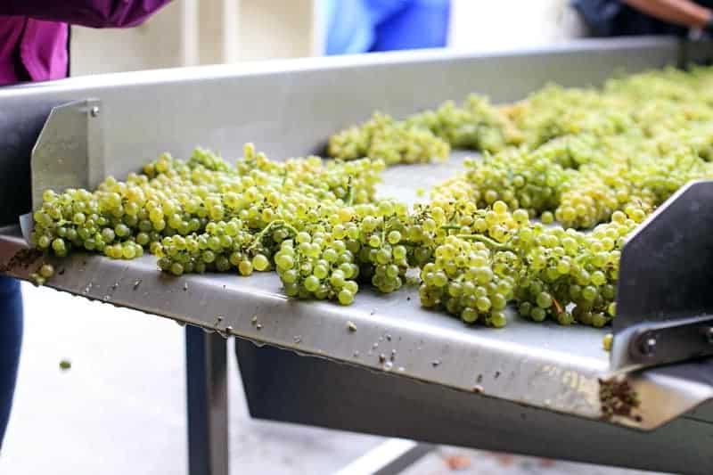 Guida al Vino Riesling 3 Uva da vino bianca su un tavolo di cernita, con grappoli verdi e rigogliosi pronti per la vinificazione del Riesling.