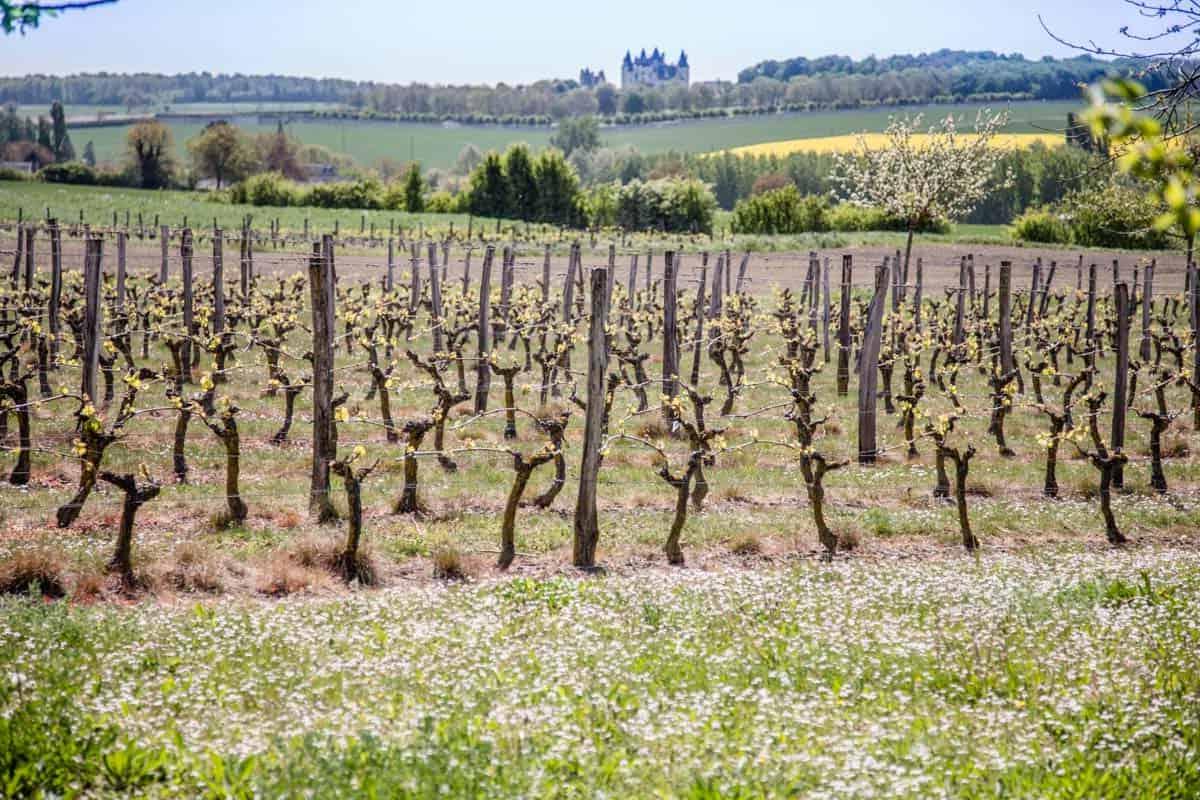 Guida al Chenin Blanc 4 Vigneto nella Valle della Loira in primavera