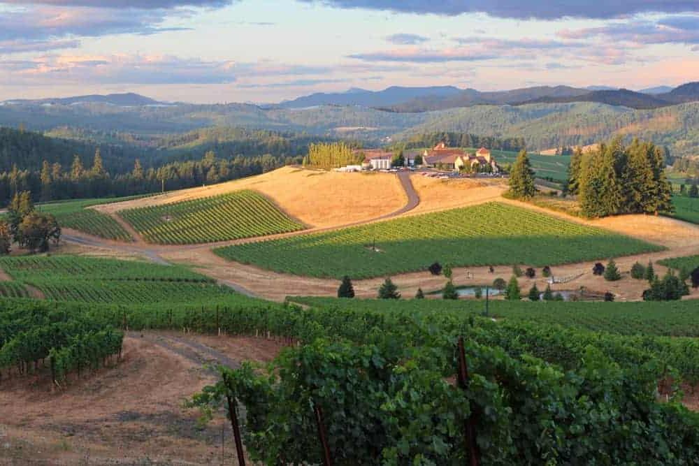 Guida al Vino Riesling 4 Vigneto in Oregon, con file di viti ben curate che si estendono su dolci colline sotto un cielo limpido.