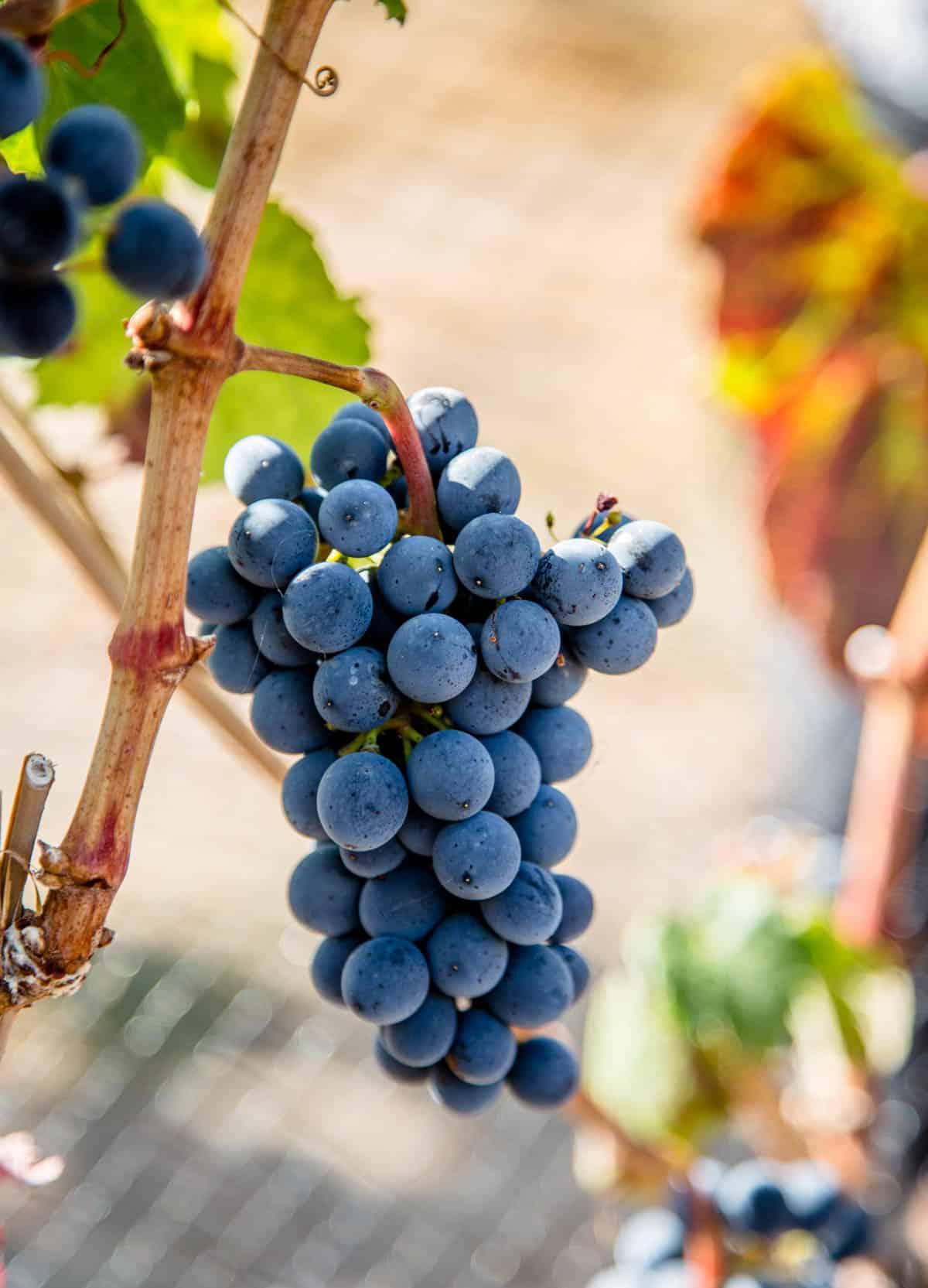Regione Vinicola del Lago Chelan 4 Uva Malbec da un vigneto della regione vinicola del Lago Chelan, matura e pronta per la vendemmia.