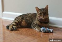 Creative Cat Toys You Can Make From Old Baby Socks
