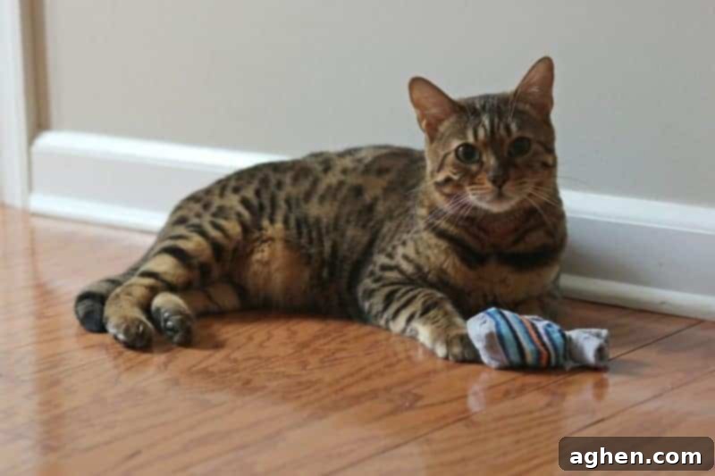 A beautiful cat, Xena, looking playfully at the camera, symbolizing the joy cats bring to our lives.