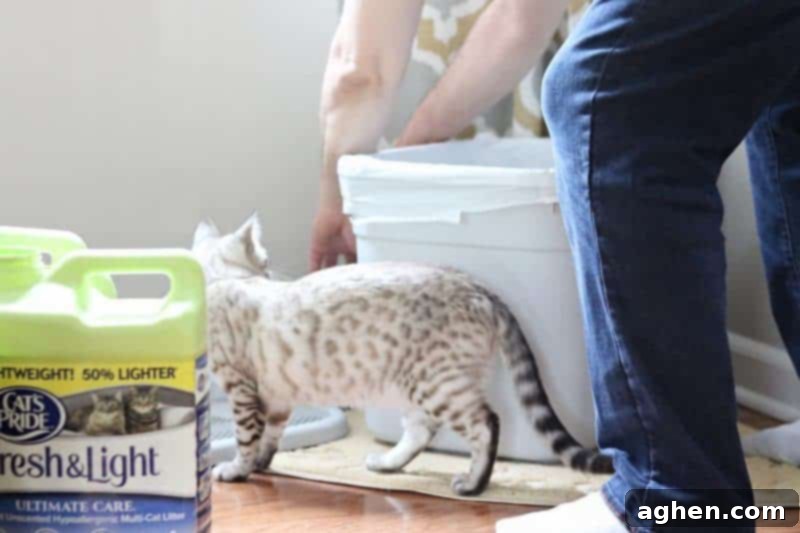 Several jugs of Cat's Pride cat litter stacked neatly, demonstrating the availability and variety of the product.