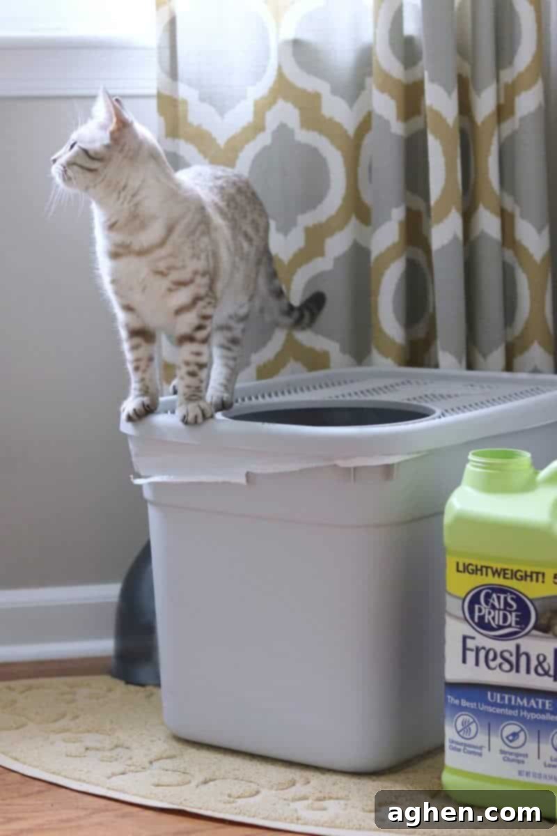 A full jug of Cat's Pride cat litter, ready for use, symbolizing the fresh start it provides for cats.