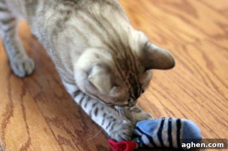A cat, Khaleesi, happily playing with a homemade cat toy made from a baby sock, showcasing its effectiveness.