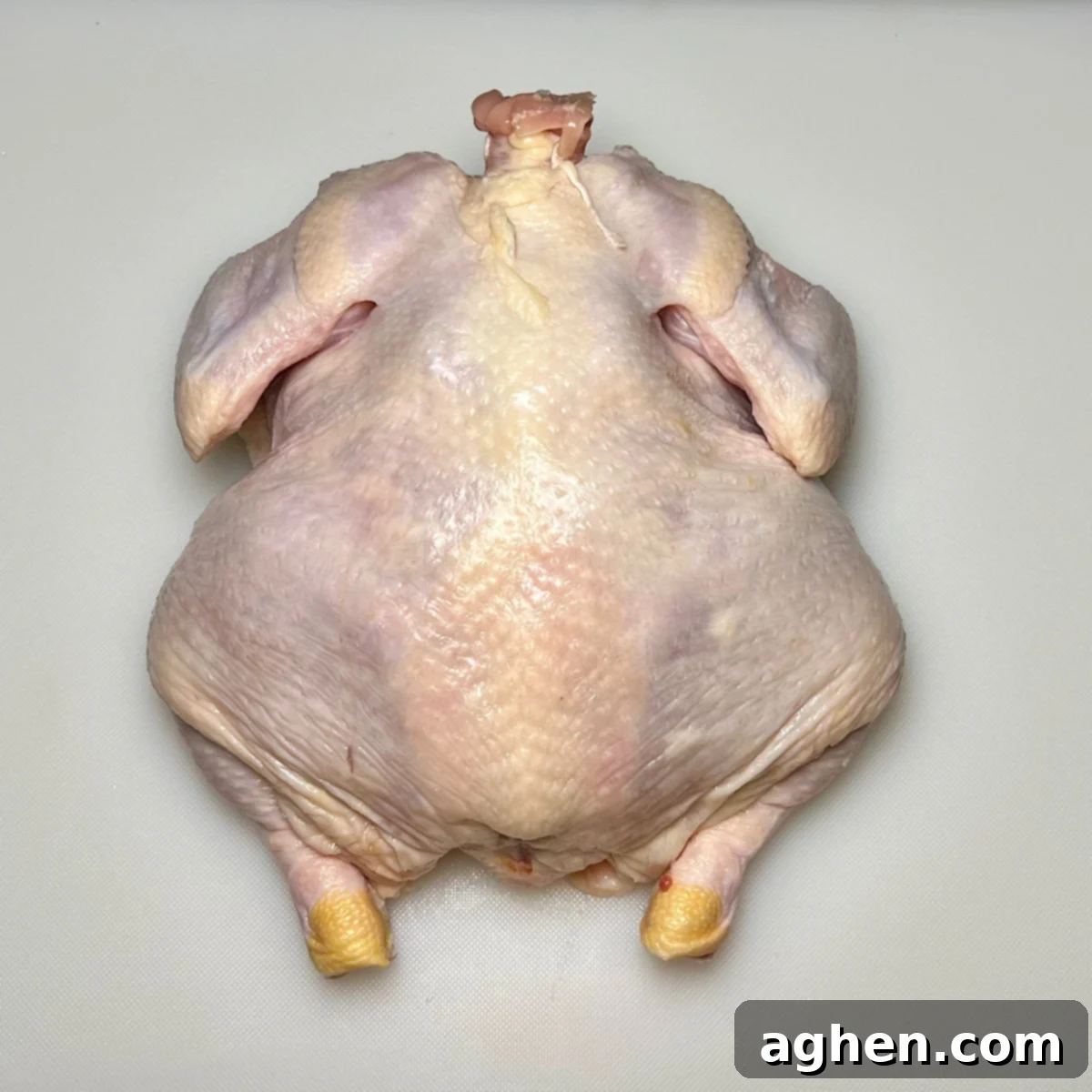 Whole chicken, backbone side up, with a clear view of where to begin cutting for the spatchcocking process.